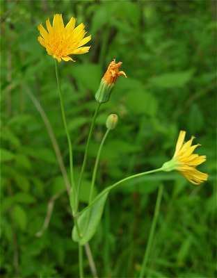 Krigia Online Virtual Flora of Wisconsin Krigia biflora
