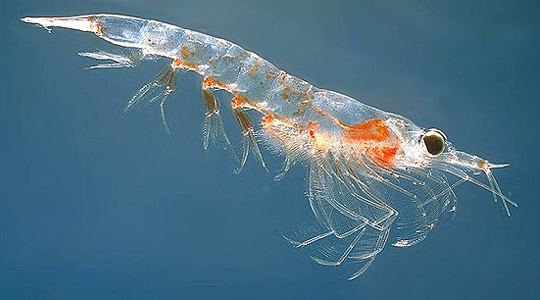 Krill Natural Wonders of Krill for Pets All Natural Pet Care Blog