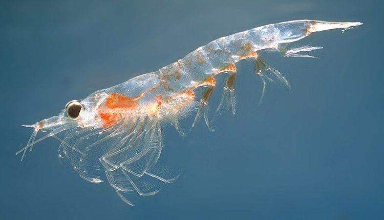 Krill Krill Simple English Wikipedia the free encyclopedia