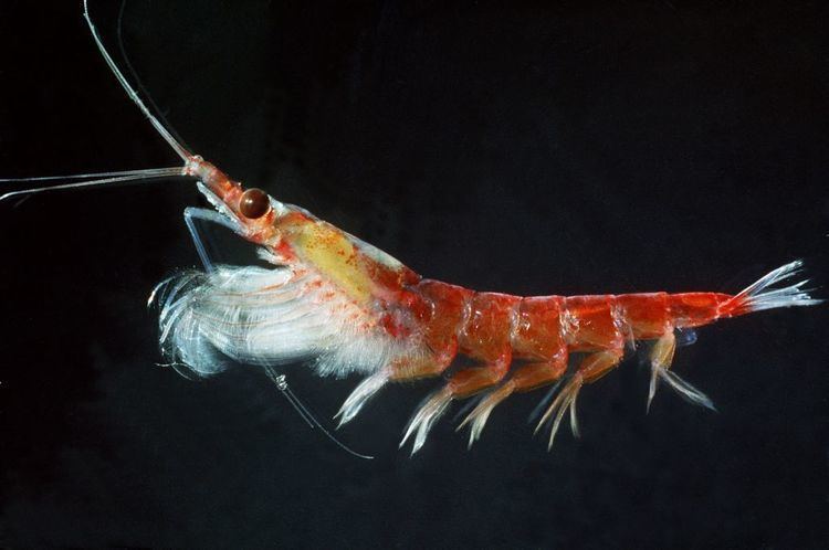 Krill Antarctic Krill Australian Antarctic Division