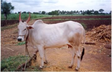 Krishna Valley cattle Krishna Valley Dairy Knowledge Portal