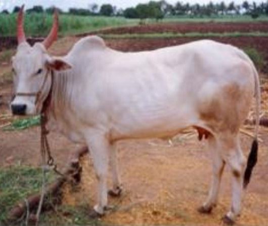 Krishna Valley cattle All Paedia Krishna Valley Cattle Breed