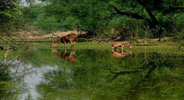 Krishna Wildlife Sanctuary wwwthehansindiacomassets3128KrishnaWildlife