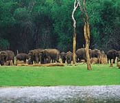 Krishna Wildlife Sanctuary Know About The Krishna Wildlife Sanctuary Andhra Pradesh