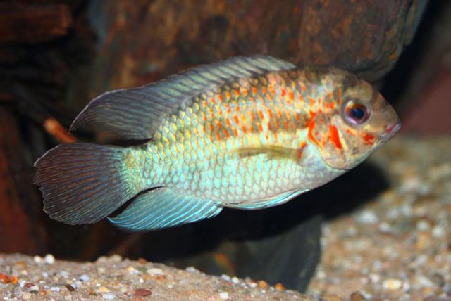 Krobia (fish) Fish Identification
