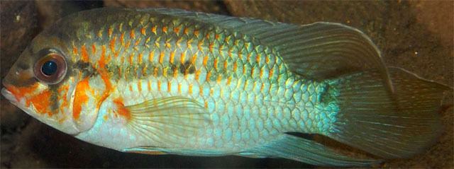 Krobia (fish) Researcher Identifies New Species of Cichlid Fish Biology Sci