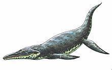 Kronosaurus httpsuploadwikimediaorgwikipediacommonsthu