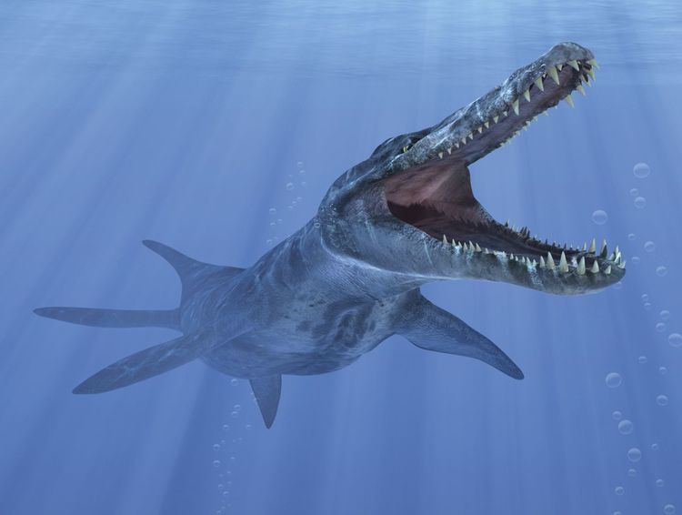 Kronosaurus Kronosaurus Kronosaurus Facts DK Find Out