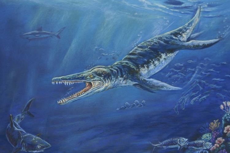 Kronosaurus Farmer in outback Queensland finds world39s most intact jaw of
