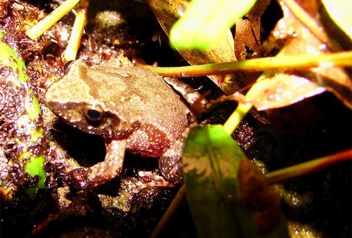 Kroombit tinker frog Fitzroy Basin Association Kroombit Tinker Frog