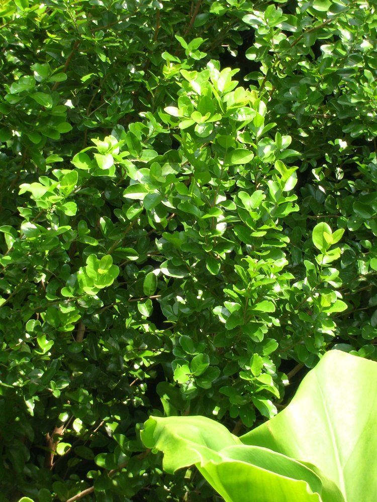 Krugiodendron ferreum Krugiodendron ferreum Black Ironwood Richard Lyons Nursery Inc