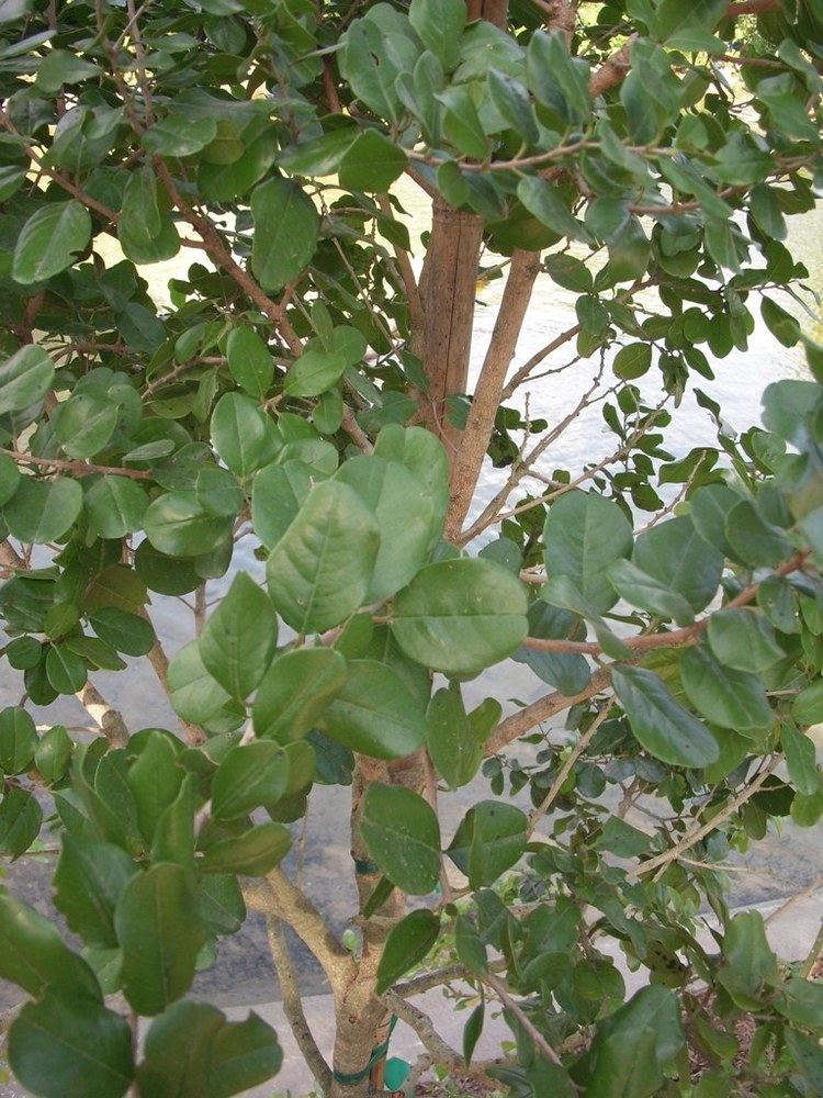 Krugiodendron ferreum Krugiodendron ferreum H1011 lvTA MMZ Y12908 N061jpg
