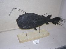 Krøyer's deep sea angler fish httpsuploadwikimediaorgwikipediacommonsthu