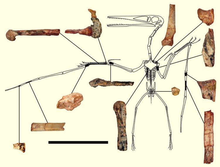 Kryptodrakon Kryptodrakon progenitor Earliest Pterodactyloid Pterosaur