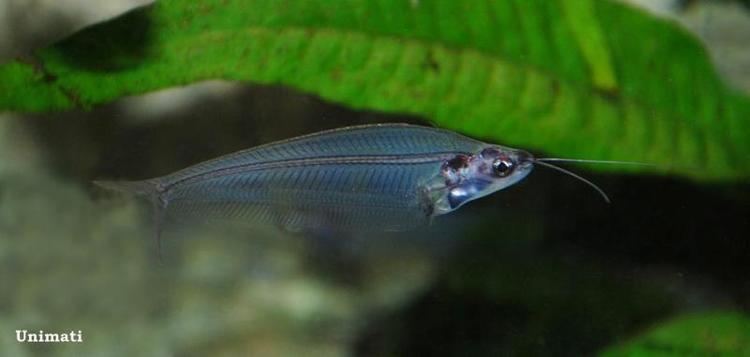 Kryptopterus Kryptopterus vitreolus Glass Catfish Kryptopterus bicirrhis