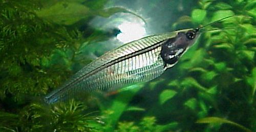 Kryptopterus bicirrhis Fish Index
