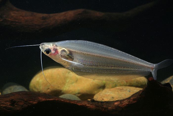 ...to medium-sized catfishes have opaque, transparent or translucent bodies...