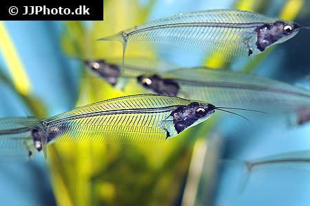 Kryptopterus vitreolus Aquariumphotodk Category Sheatfish Image Kryptopterus vitreolus 5