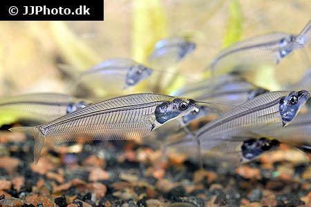 Kryptopterus vitreolus Aquariumphotodk Category Sheatfish Image Kryptopterus vitreolus 3