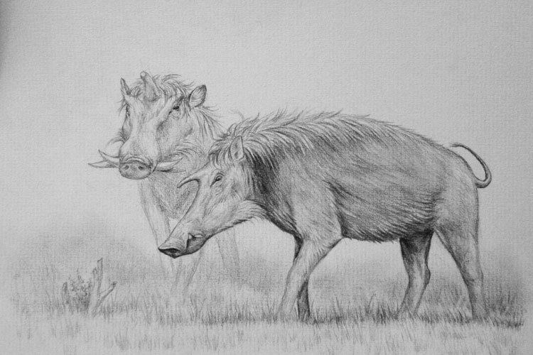 Kubanochoerus Kubanochoerus Eurasian Miocene horned pig Prehistoric Europe