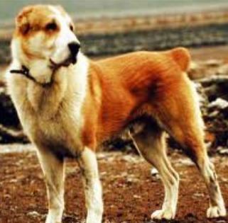 Kuchi (dog) Sage Koochee Also known as the Kuchi Dog