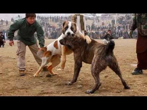 Kuchi (dog) Alabai vs Afghan Kuchi Dog Ultimate Clash YouTube