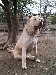 Kuchi (dog) httpsuploadwikimediaorgwikipediacommonsthu