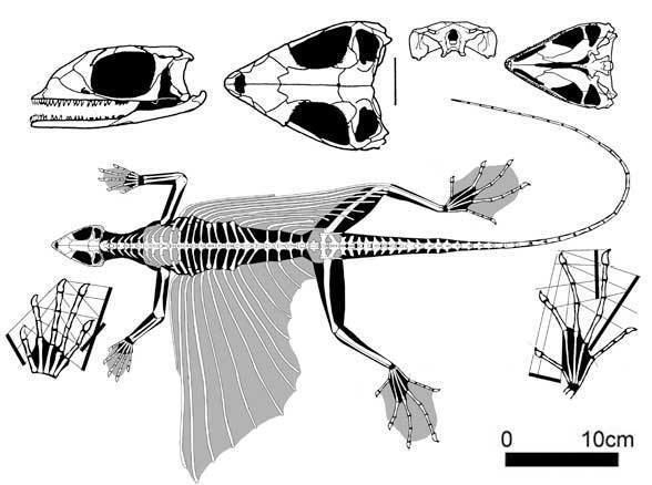 Kuehneosaurus kuehneosaurus588jpg