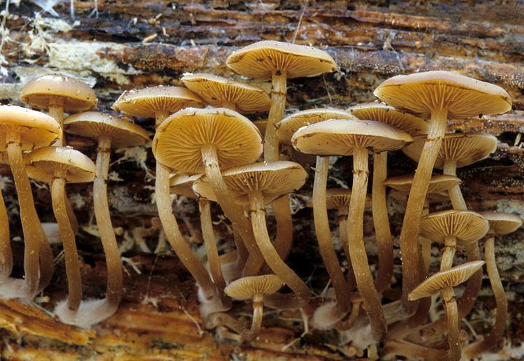 Kuehneromyces California Fungi Kuehneromyces lignicola