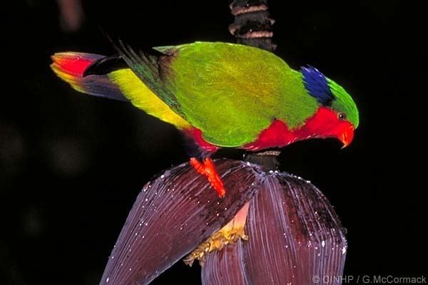 Kuhl's lorikeet 1000 images about Vini kuhlii on Pinterest Tropical colors World