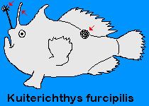 Kuiterichthys furcipilis httpswwwfrogfishchimagelogofrogfishspecie