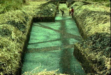 Kuk Swamp Nine Thousand Years of Gardening