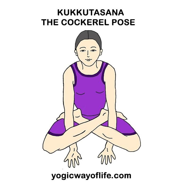 Kukkutasana Kukkutasana The Cockerel Pose Yogic Way Of Life