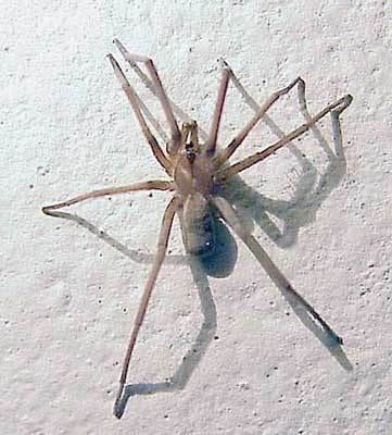 Kukulcania Filistata kukulcania spider