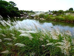 Kulbehra River httpsuploadwikimediaorgwikipediacommonsthu