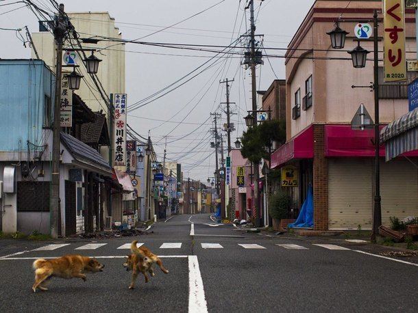 Ōkuma, Fukushima photoratorcomphotosimagesstraydogsfightint