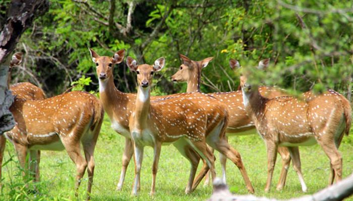 Kumana National Park Kumana National Park