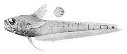 Kumba (genus) httpsuploadwikimediaorgwikipediacommonsthu
