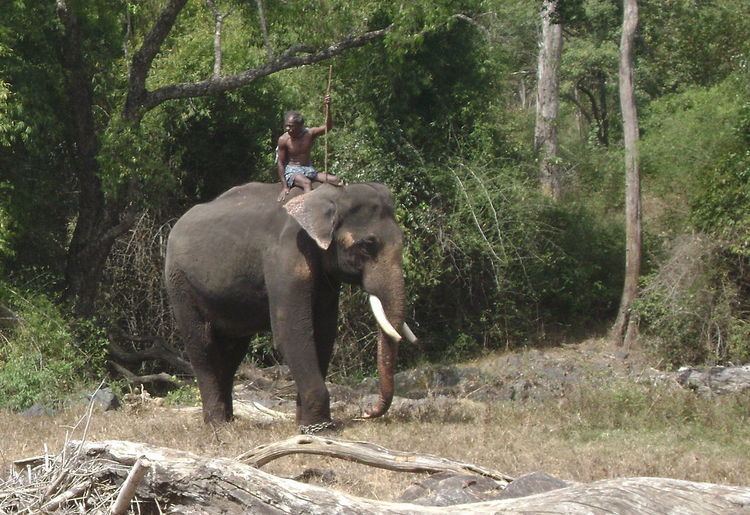 Kumki (elephant)