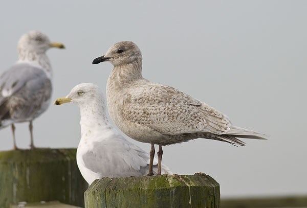 Kumlien's gull juvenile1st winter Iceland and Kumlien39s Gull Identification
