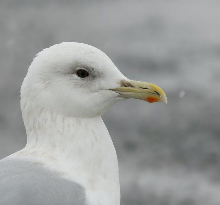 Kumlien's gull Birding Newfoundland with Dave Brown Gull ID Articles