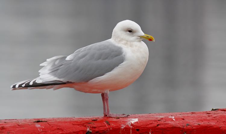 Kumlien's gull Birding Newfoundland with Dave Brown Gull ID Articles