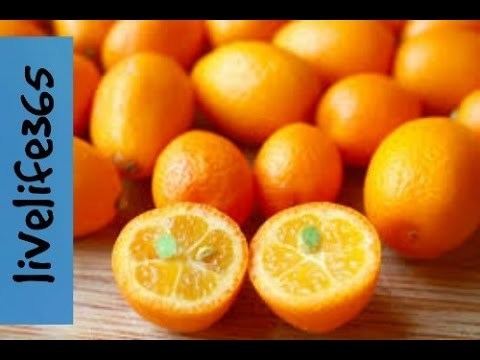 Kumquat How toEat a Kumquat YouTube