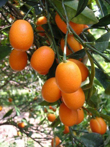 Kumquat production in China
