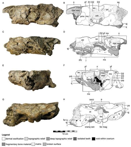 Kunbarrasaurus Cranial osteology of the ankylosaurian dinosaur formerly known as
