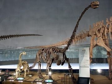 Kunmingosaurus httpswwwdinosaurpreffukuijpdinodicKunmin