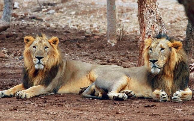 Kuno Wildlife Sanctuary Gir lions may soon be shifted to Palpur Kuno Wildlife Sanctuary in