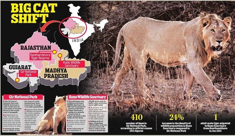 Kuno Wildlife Sanctuary Pride of Gujarat gets a new home in Madhya Pradesh as Gir lions move