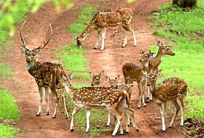 Kuno Wildlife Sanctuary Palpur Kuno Wildlife Sanctuary tourmet