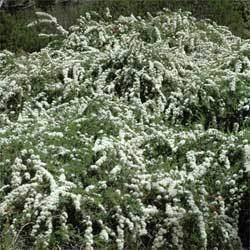 Kunzea ambigua Kunzea ambigua Growing Native Plants